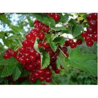 Смородина Вика (Красная)